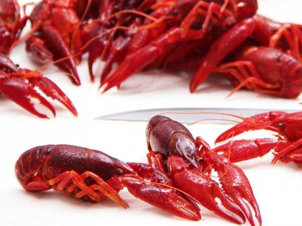 Crayfish-new-website_600x600.jpg