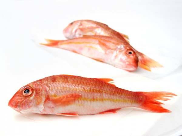 Red-mullet-whole-new-website_600x600.jpg
