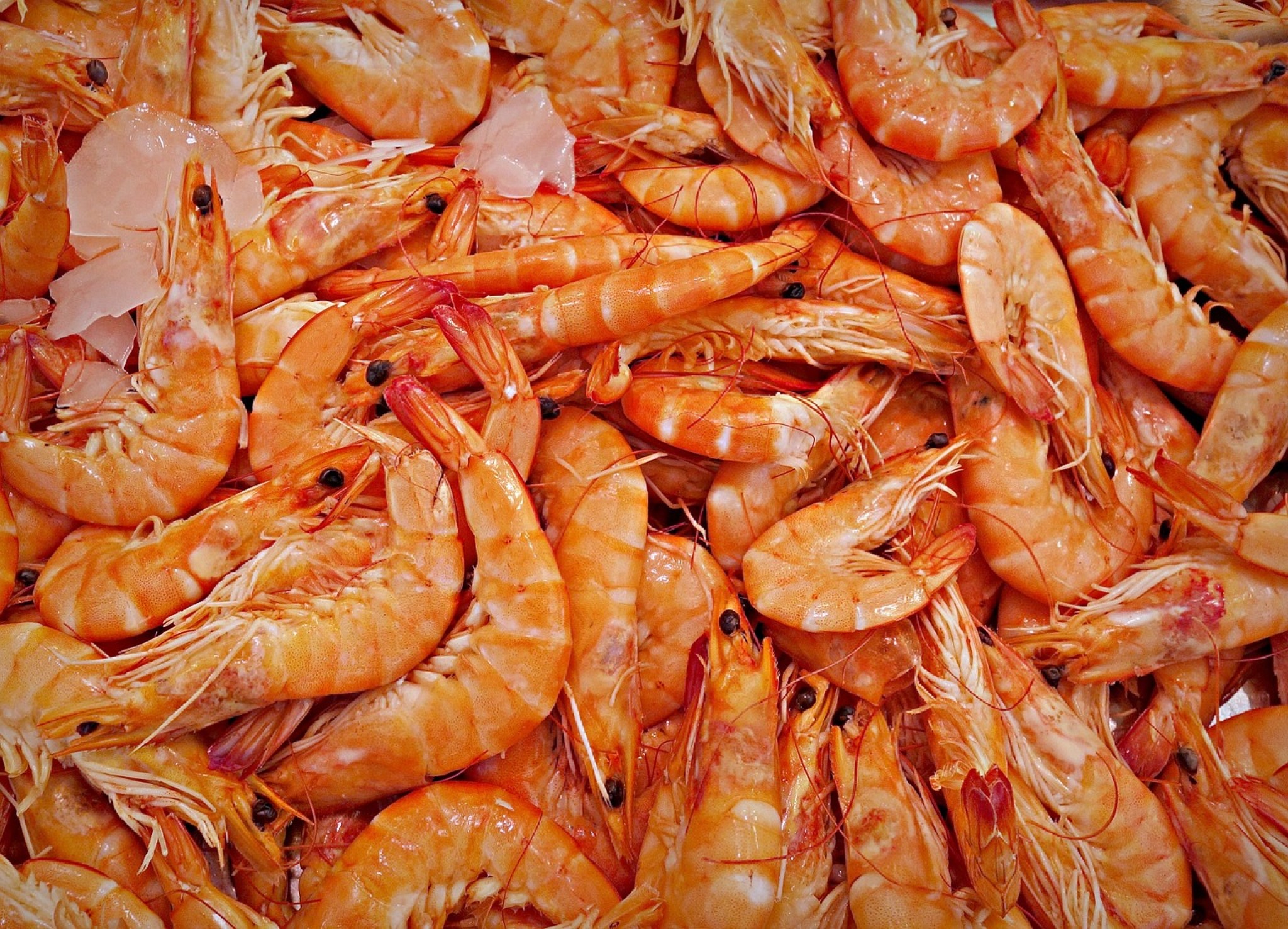 shrimp-1523135_1280.jpg