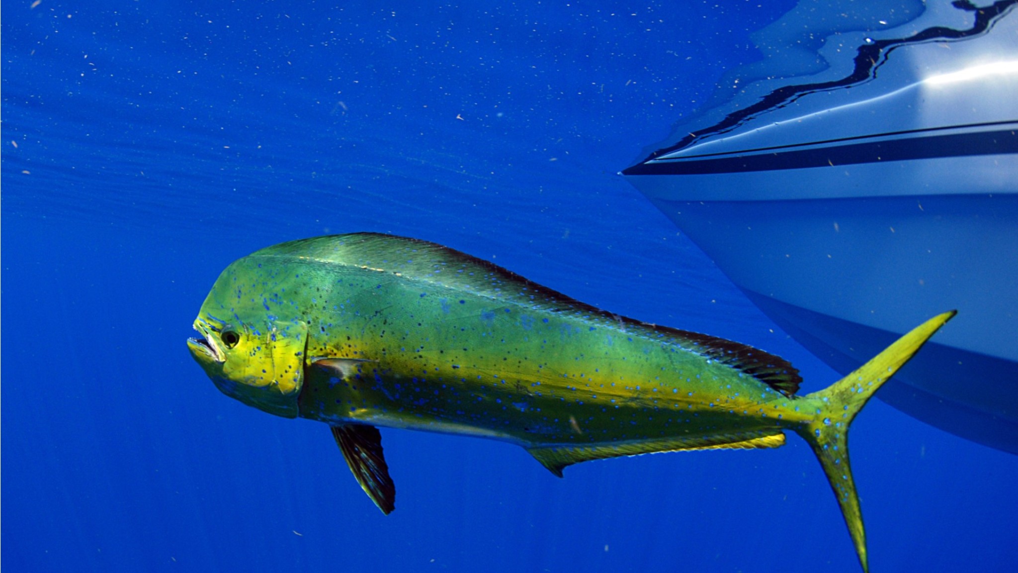 Mahi-Mahi-Dolphin-Fish.jpg