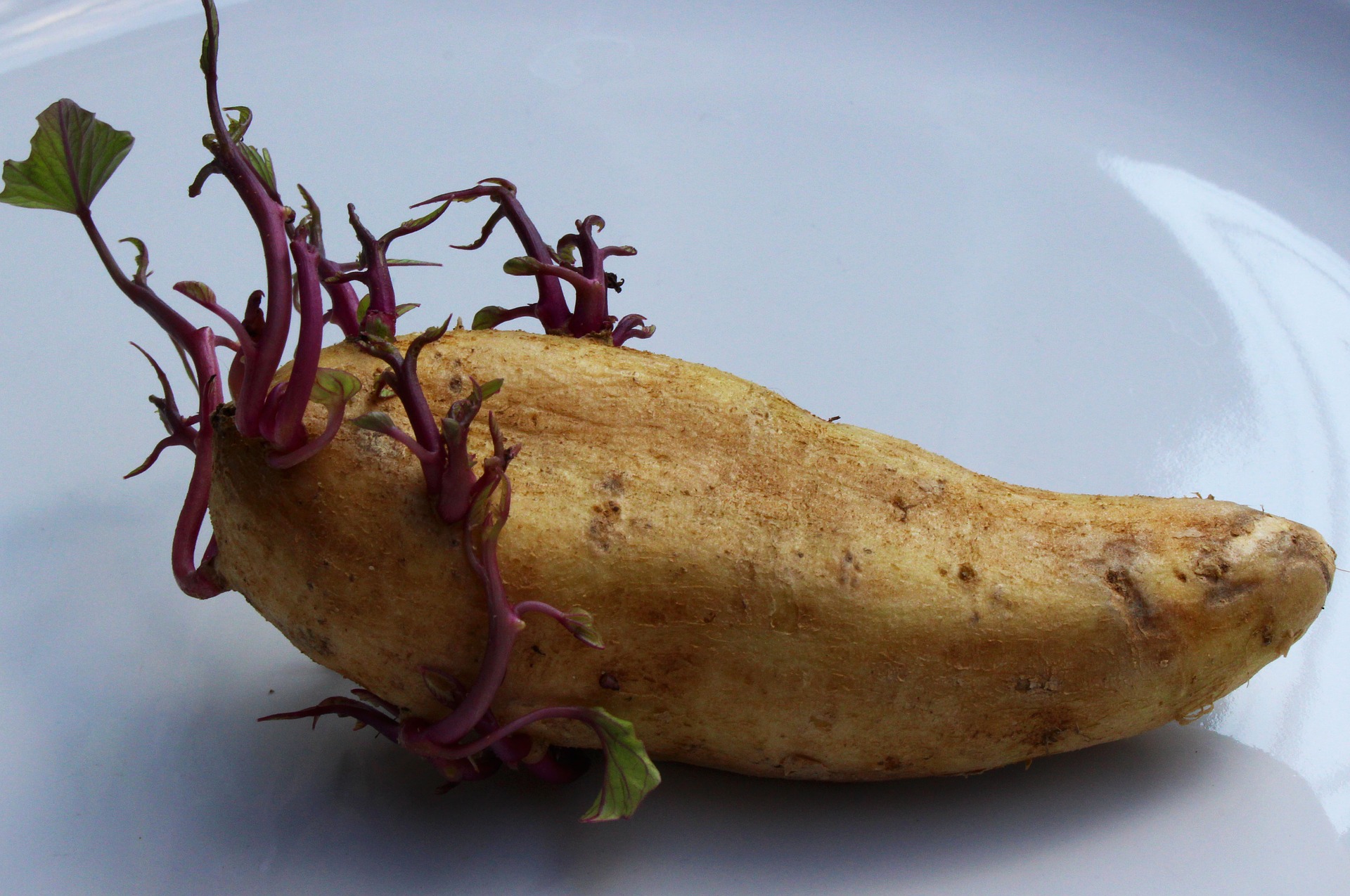 potato-1927136_1920.jpg