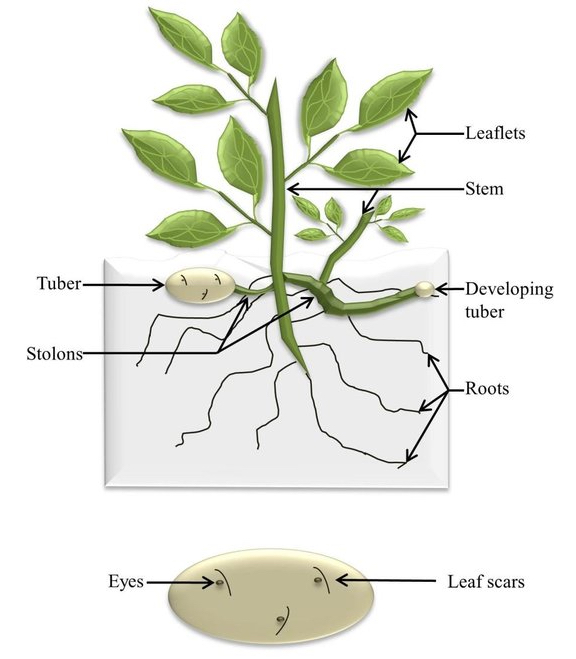 Diagram-of-a-potato-plant-a-Depiction-of-the-aerial-and-below-ground-portion-of-a.jpg